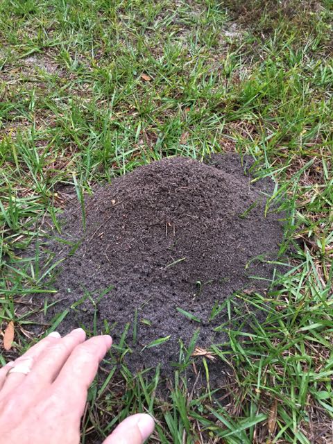Florida Fire Ant mound
