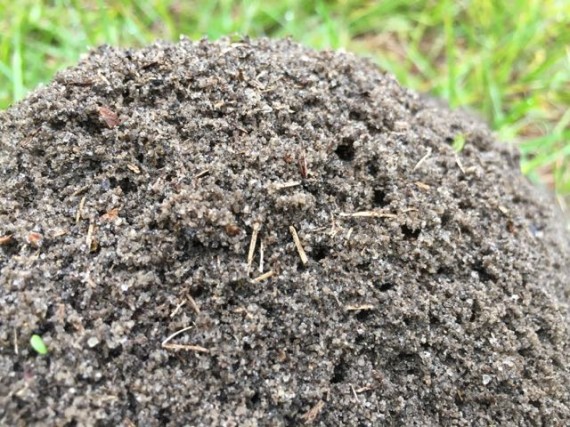 Closeup of Florida Fire Ant mound