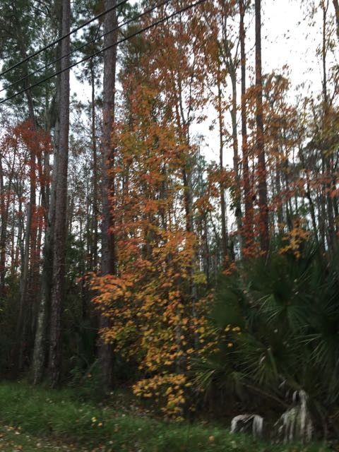 Florida roadside swamp