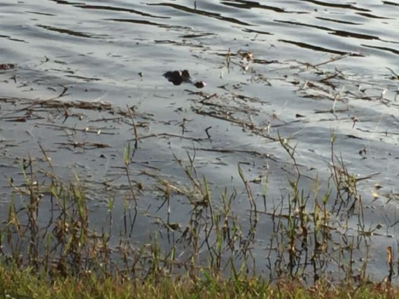 Florida Alligator in retention pond