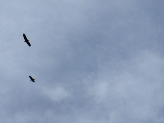 Two Bald Eagles near Walt Disney World