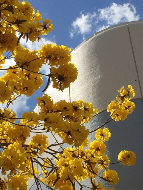 Trumpet Tree at Epcot