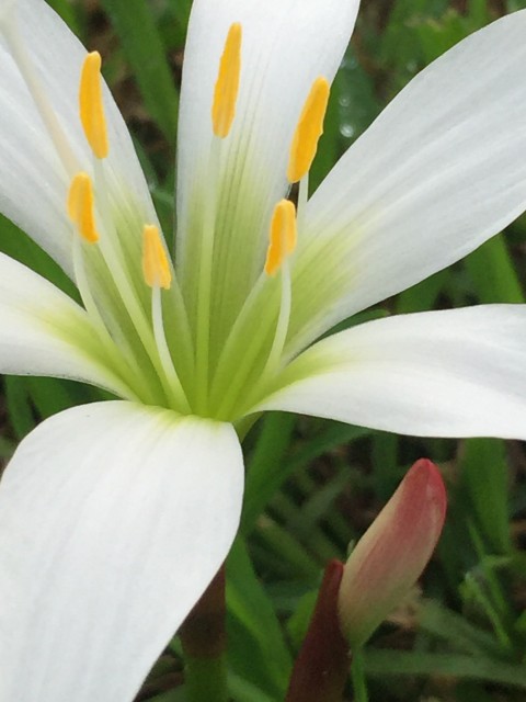 rare Florida wildflower lily