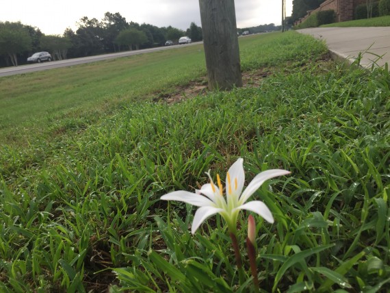 rare Florida wildflower lily