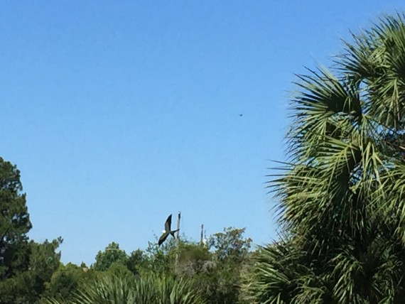 Swallow Tailed Kite in Orlando