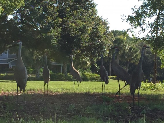 Sandhill Cranes in Florida neighborhood