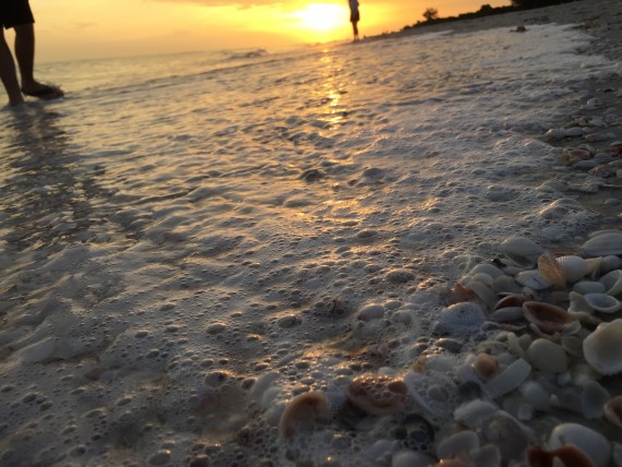 Sanibel Island sea shell closeup photo