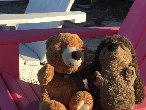 Stuffed Teddy Bear and Hedge Hog at Beach