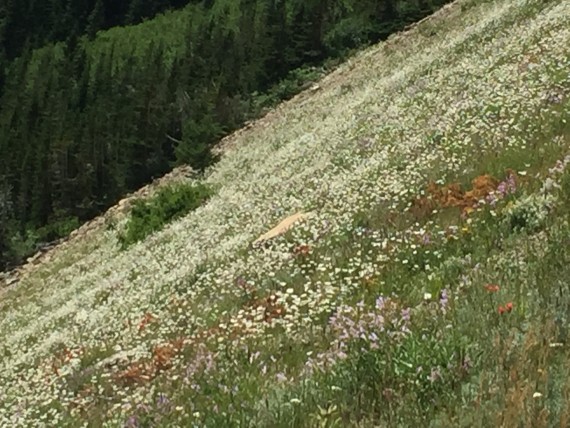 Glacier National Park wildflowers