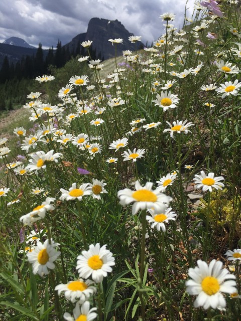 Glacier National Park wildflowers