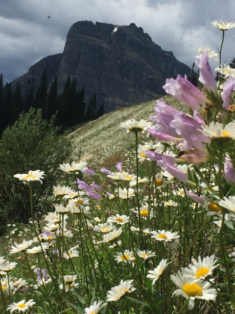 Glacier National Park wildflowers