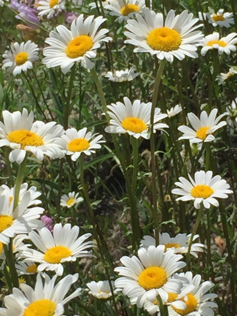 Glacier National Park wildflowers