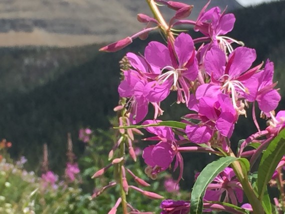 Glacier National Park wildflowers