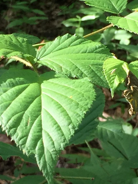 North Carolina Mountain vegetation