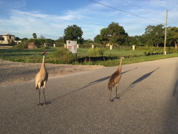 Florida Sand Hill Cranes