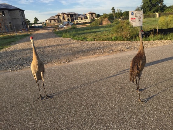 Florida Sand Hill Cranes