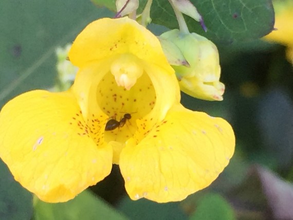 ant inside yellow flower