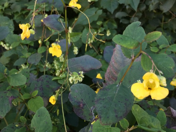 roadside yellow flowers