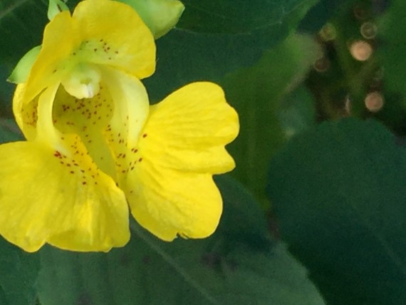 yellow wild flower
