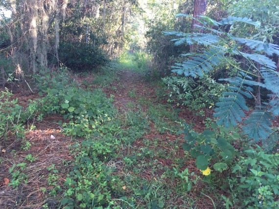 Secret running path near Disney World