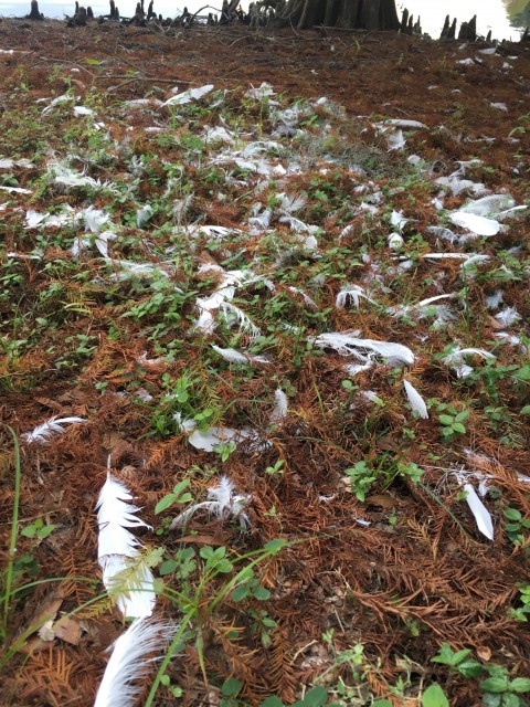 Bird feathers scattered on the ground