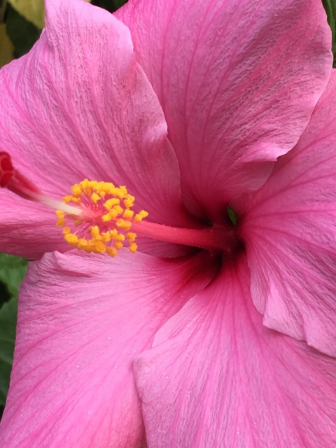 Hibiscus flower at Magic Kingdom