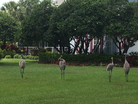 Sandhill Cranes meet Disney Business Advisor