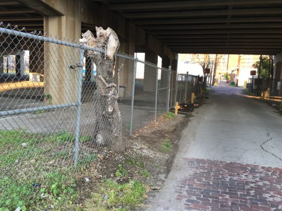 Tree growing through a fence