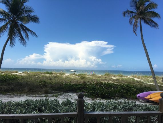 Sanibel palm trees