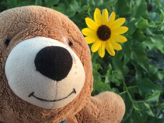 Beach sunflower with Teddy Bear