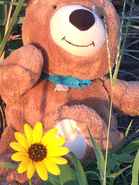 Beach sunflower with Teddy Bear