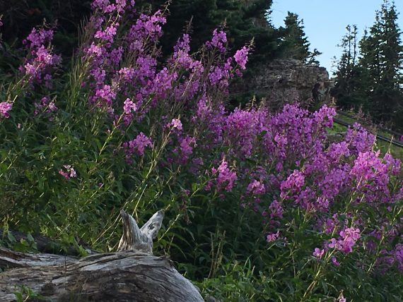 Fireweed in Glacier