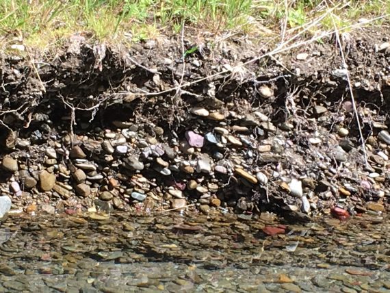 Glacier National Park creek bed