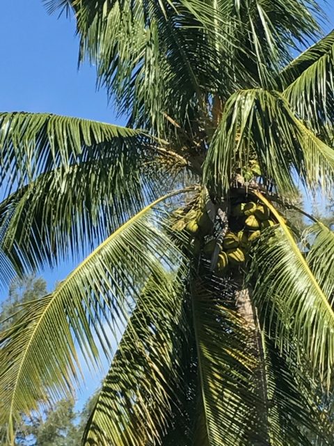 Florida coconut palm