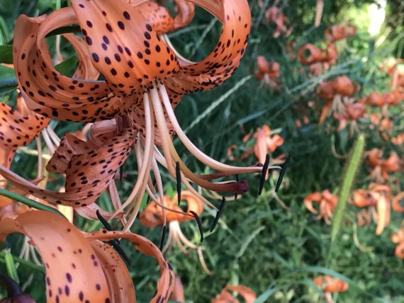 roadside flowers
