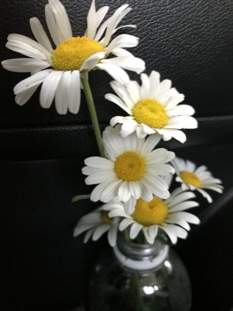 Daisies
