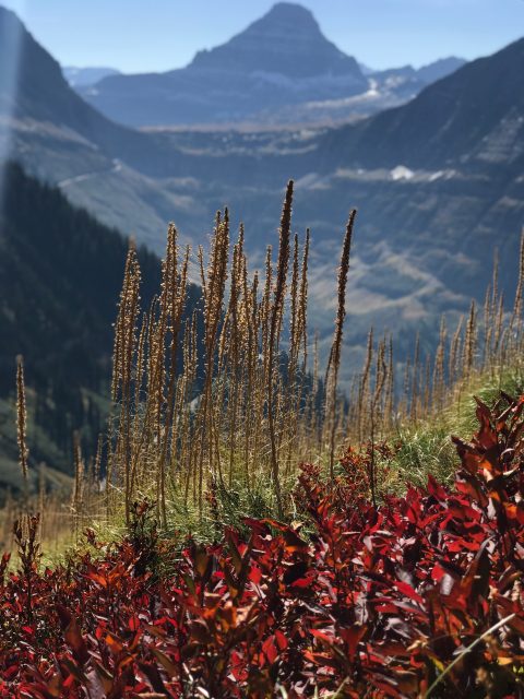 GNP. Highline Trail in September
