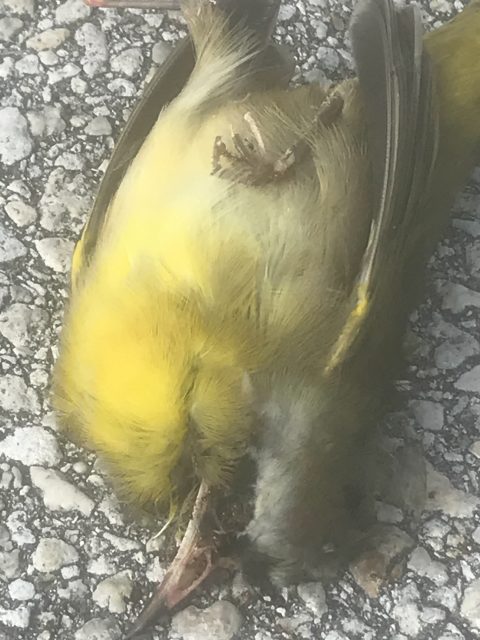 dead bird on sidewalk