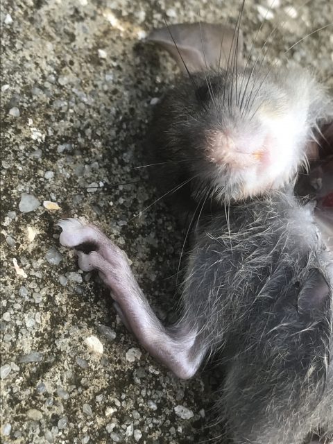 dead mouse on sidewalk