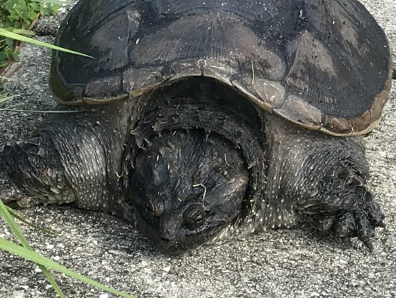 Florida turtle on sidewalk