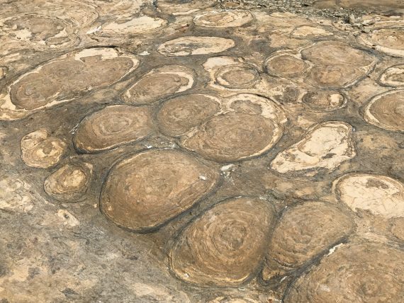 glacier park stromatolites