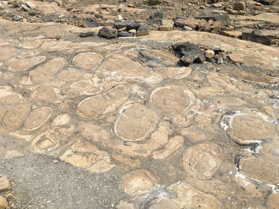 glacier park stromatolites