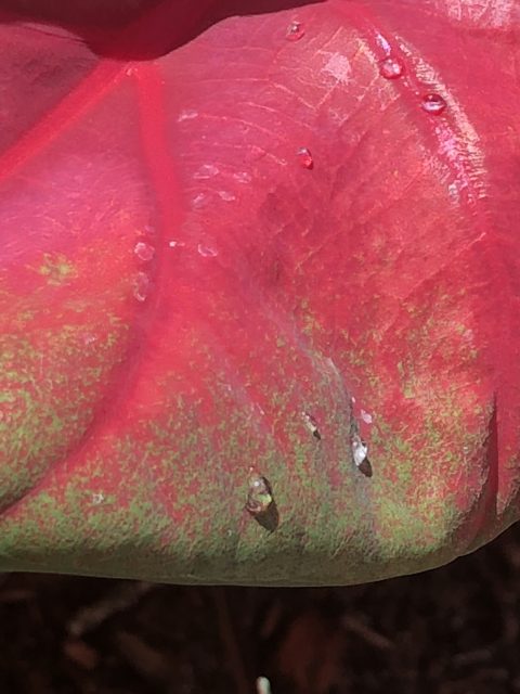 florida red caladium
