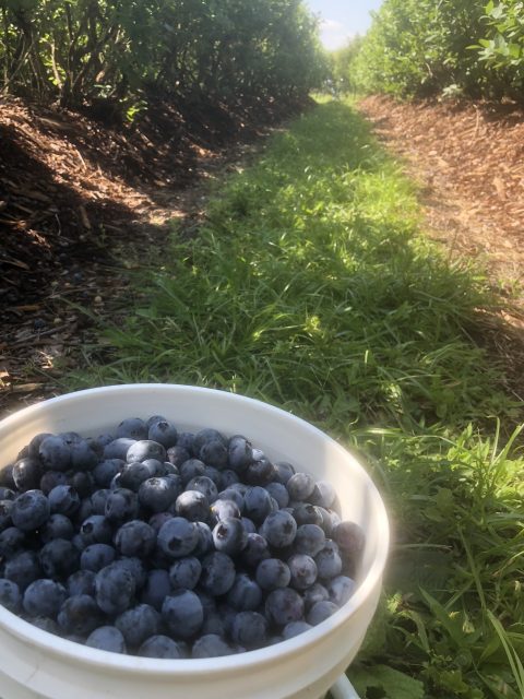 blueberry picking