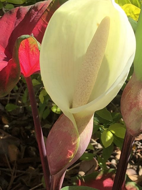 florida red caladium
