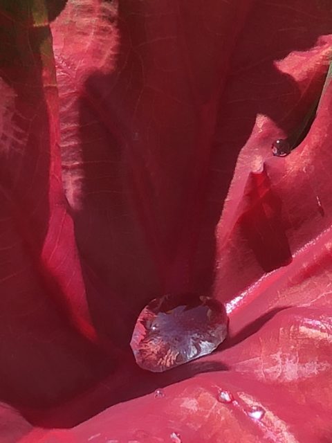 florida red caladium