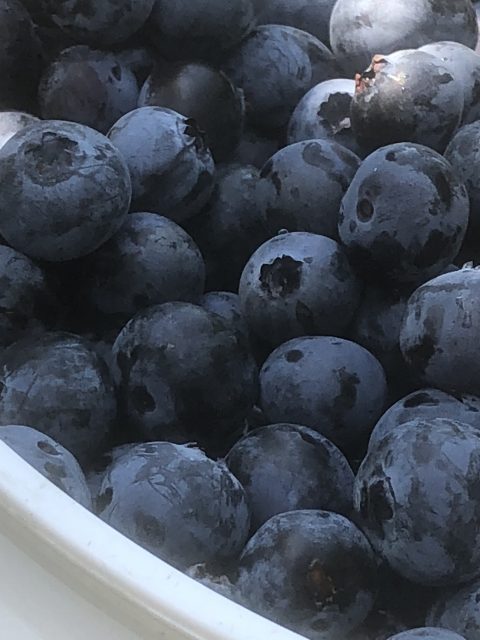 blueberry picking