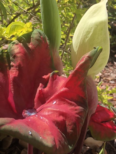 florida red caladium