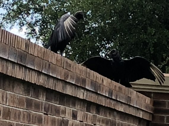 vultures drying wings