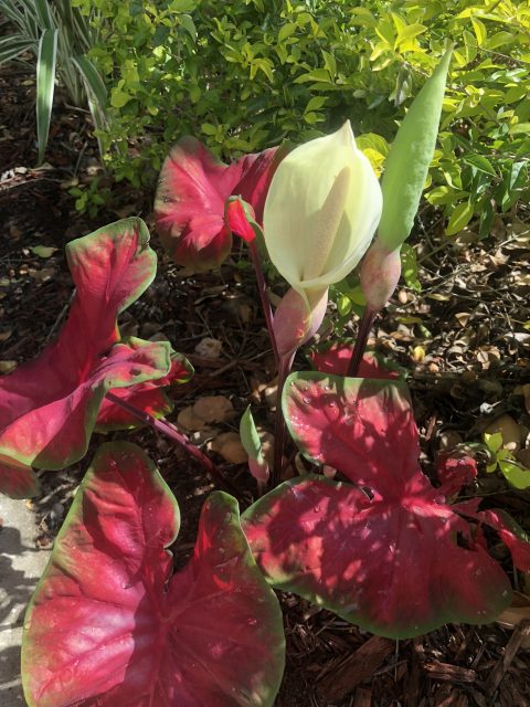 florida red caladium